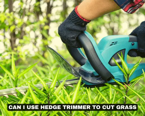 CAN I USE HEDGE TRIMMER TO CUT GRASS