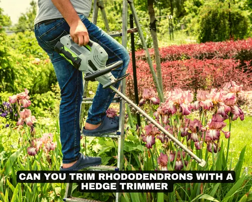 CAN YOU trim rhododendrons with HEDGE TRIMMER