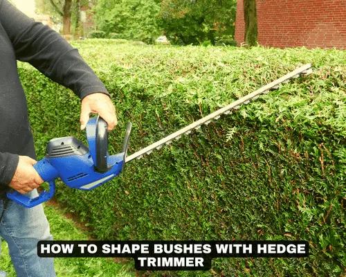 HOW TO SHAPE BUSHES WITH HEDGE TRIMMER