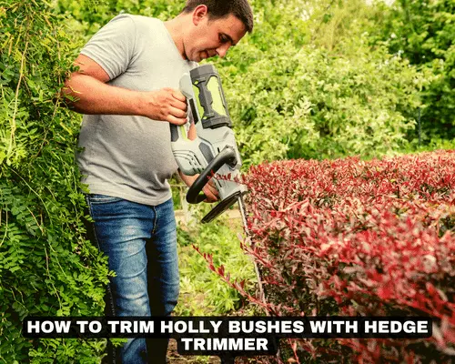HOW TO TRIM HOLLY BUSHES WITH HEDGE TRIMMER