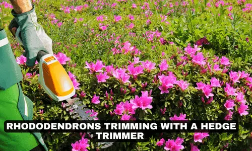 RHODODENDRONS TRIMMING WITH A HEDGE TRIMMER