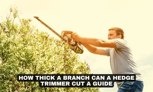 HOW THICK A BRANCH CAN A HEDGE TRIMMER CUT A GUIDE