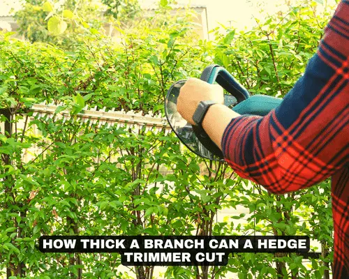 HOW THICK A BRANCH CAN A HEDGE TRIMMER CUT