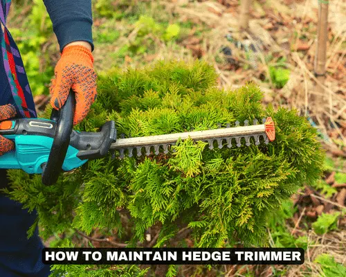 HOW TO MAINTAIN HEDGE TRIMMER