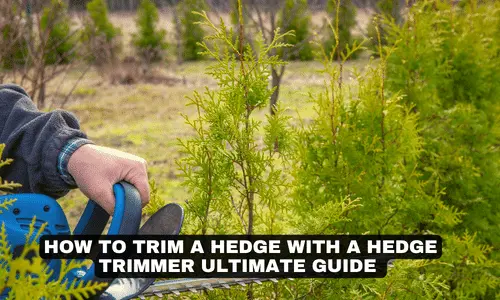HOW TO TRIM A HEDGE WITH A HEDGE TRIMMER ULTIMATE GUIFE