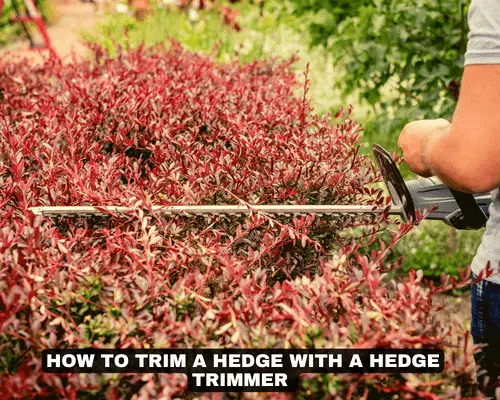 HOW TO TRIM A HEDGE WITH A HEDGE TRIMMER