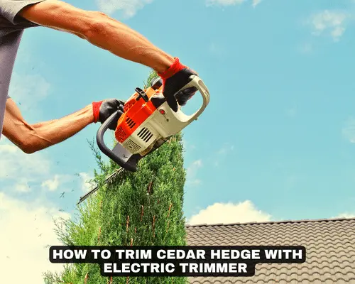 HOW TO TRIM CEDAR HEDGE WITH ELECTRIC TRIMMER