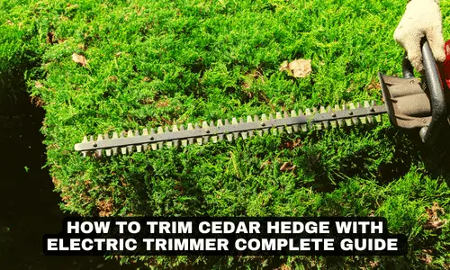 HOW TO TRIM CEDAR HEDGE WITH ELECTRIC TRIMMER COMPLETE GUIDE