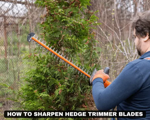 HOW TO SHARPEN HEDGE TRIMMER BLADES