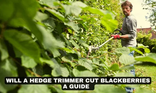 WILL A HEDGE TRIMMER CUT BLACKBERRIES A GUIDE