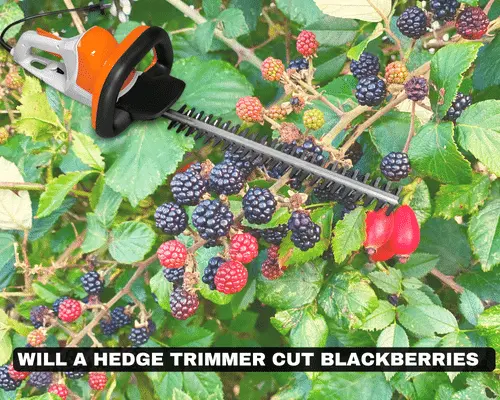 WILL A HEDGE TRIMMER CUT BLACKBERRIES