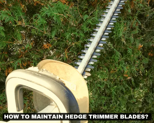 HOW TO MAINTAIN HEDGE TRIMMER BLADES